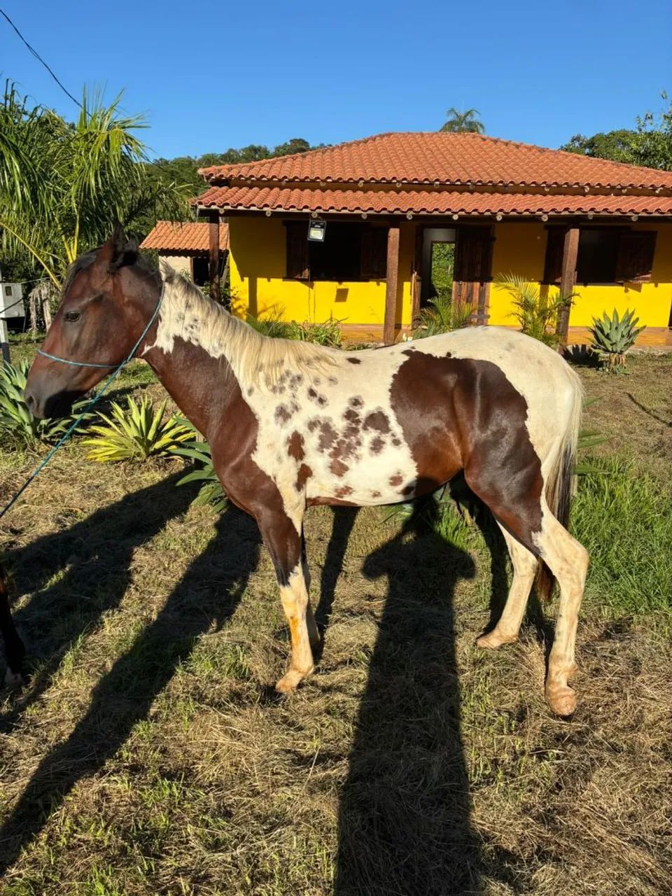 Potro Mangalarga Marchador - Foto 2