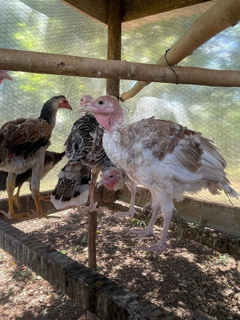 Ganços e perus ?  - Foto 5