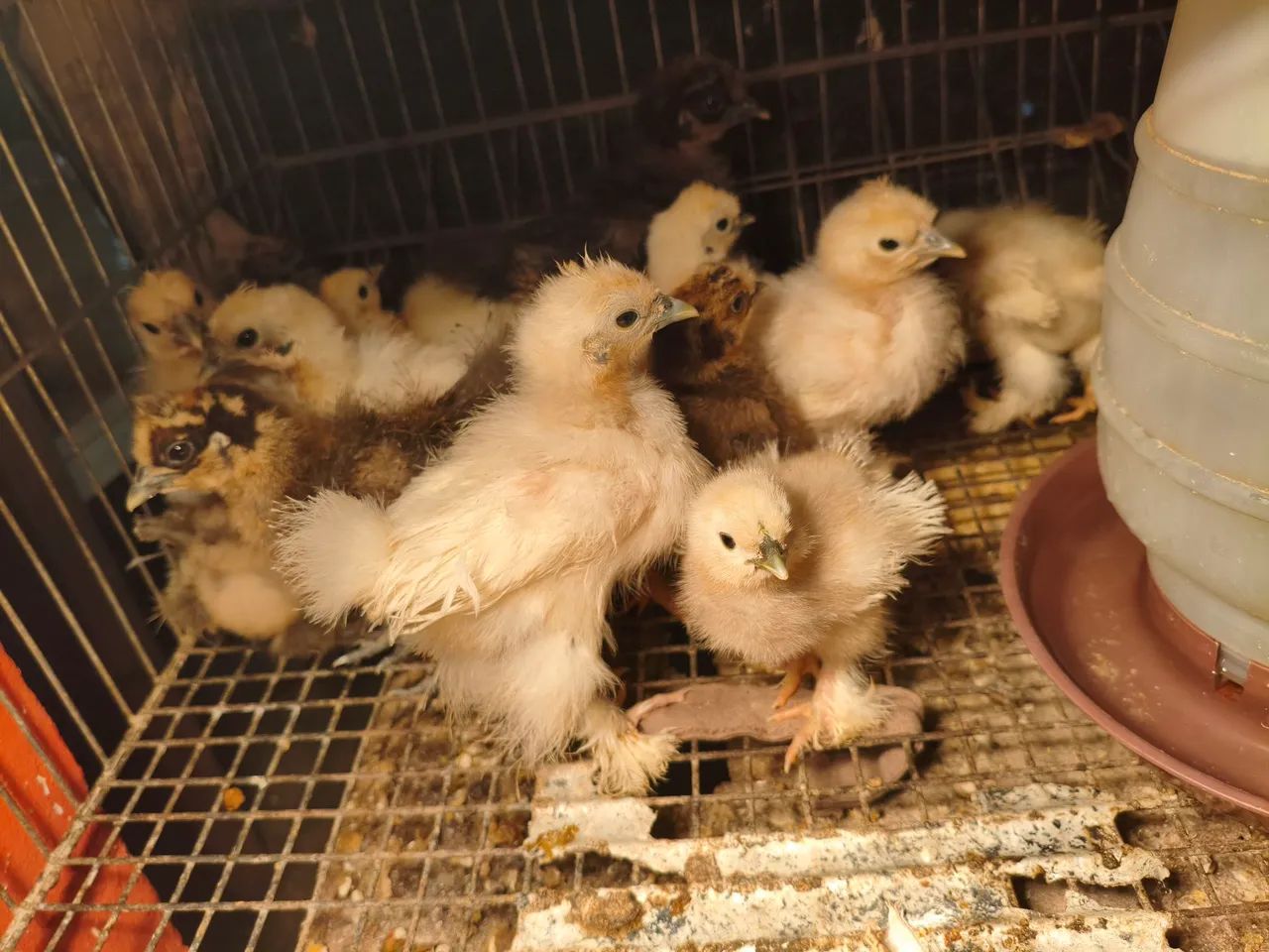 Galinhas Sedosa do Japão