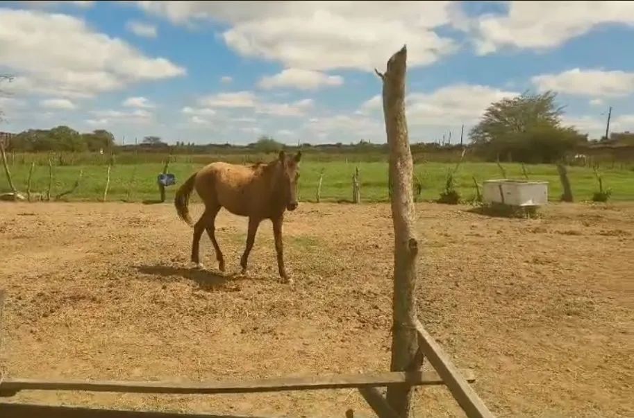 Vendo potro