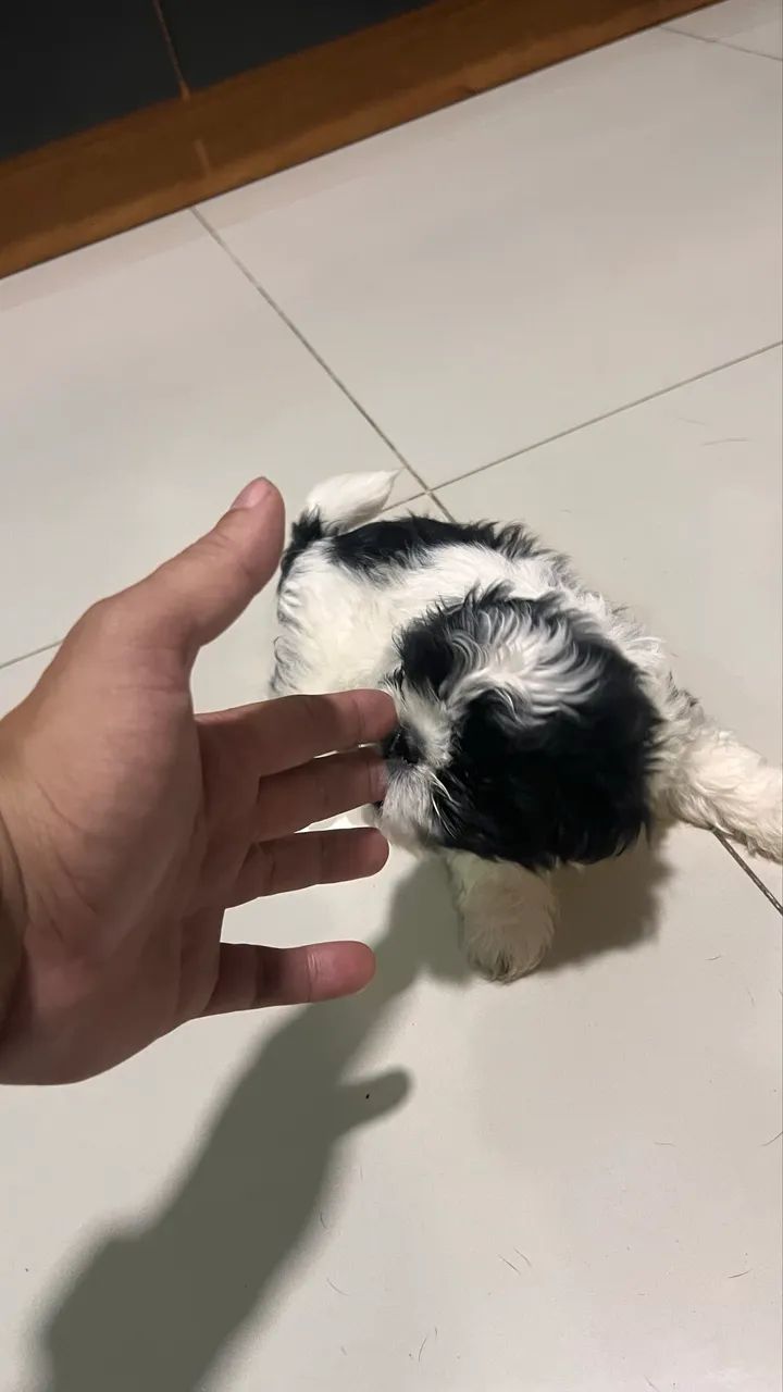 Shih Tzu - Foto 3