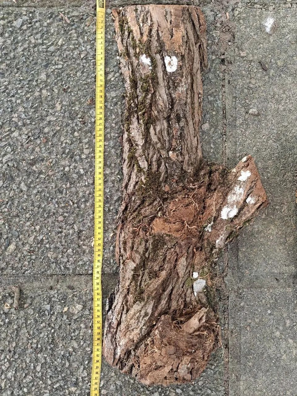 Toco de madeira para planta - Foto 2