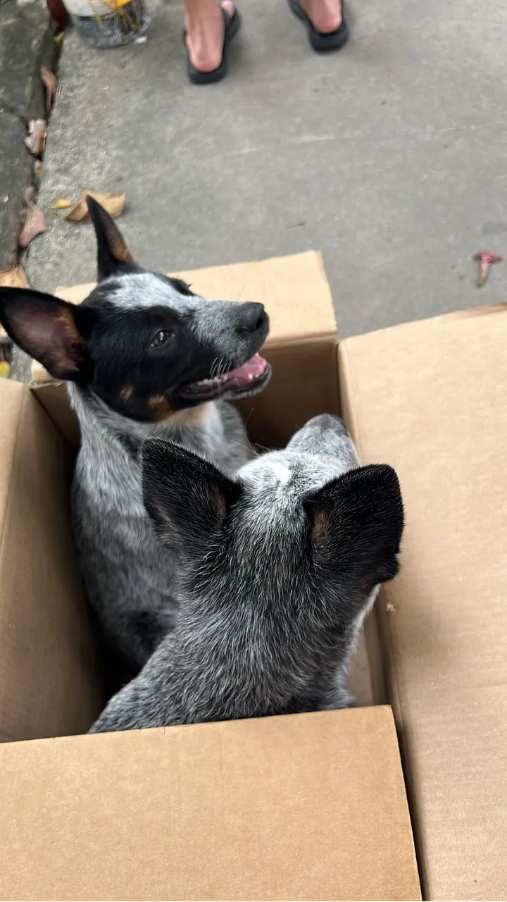 Cachorros Blue Heeler - Foto 3