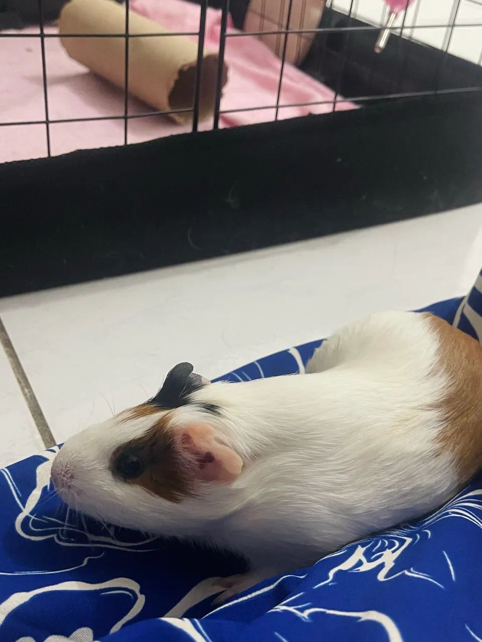 Adoção porquinho da índia  - Foto 3