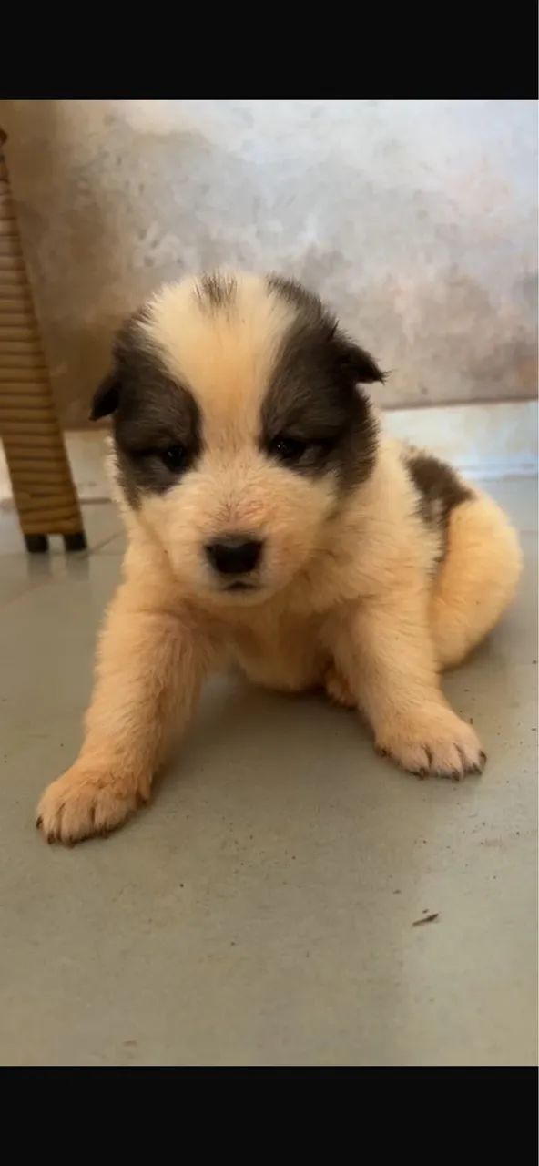 Cachorro  - Foto 4