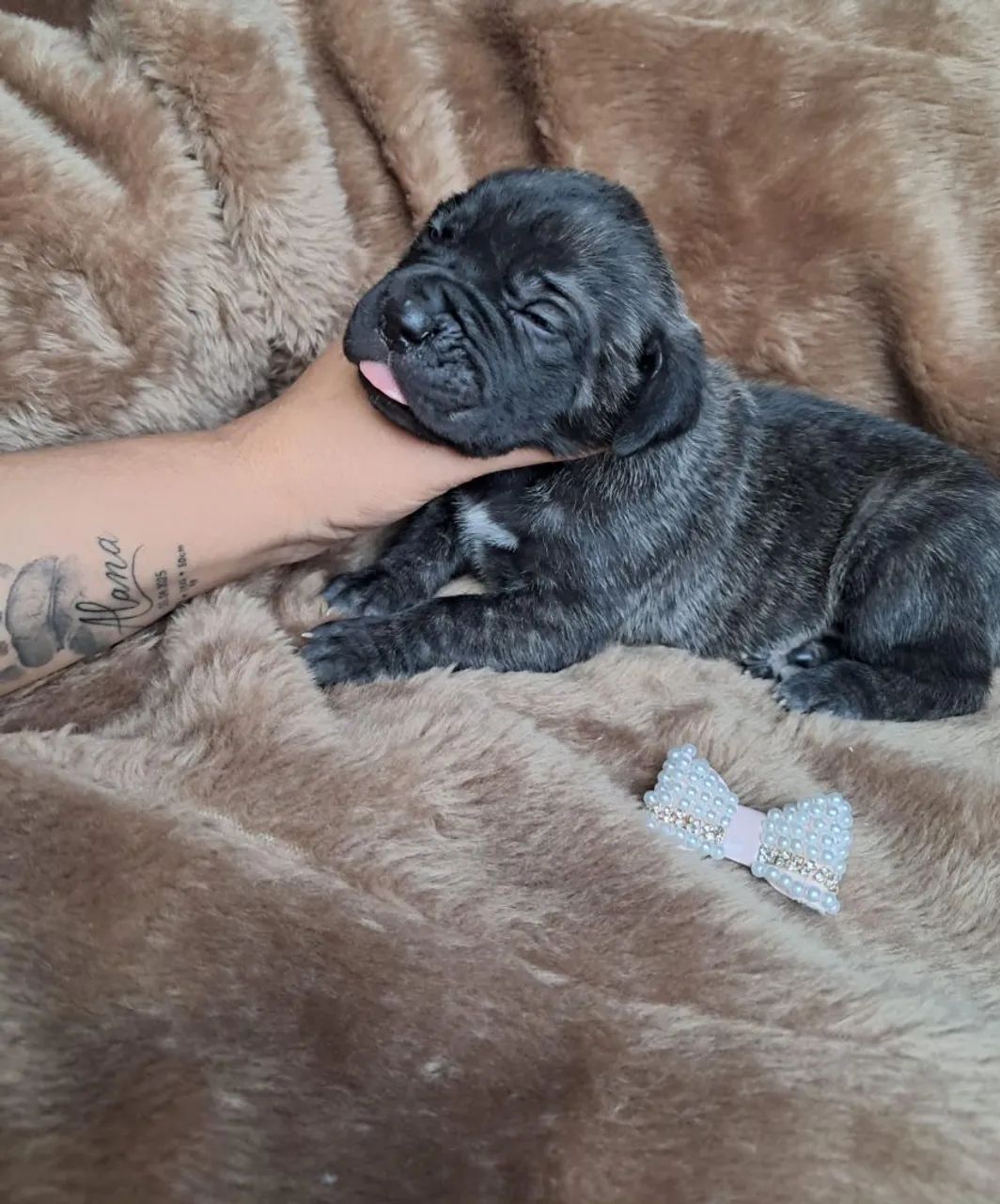 Cane corso  - Foto 3