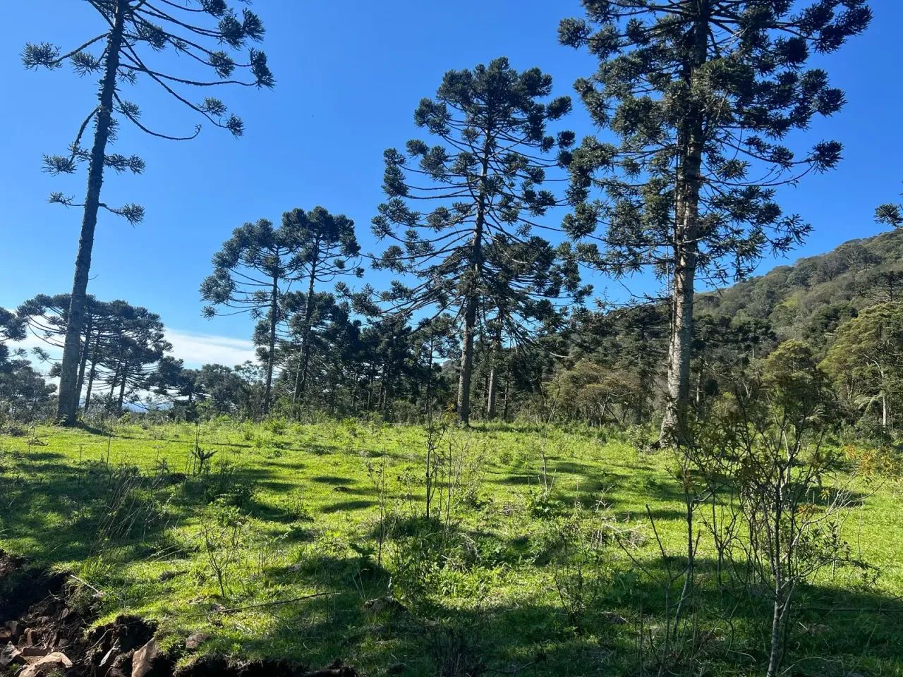 Chácara de 2 hectares em Painel/ SC - Foto 5