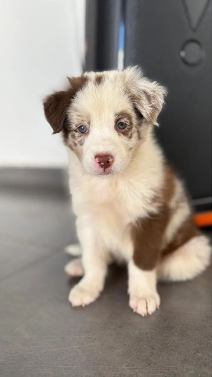 Filhotes Border Collie - Foto 3