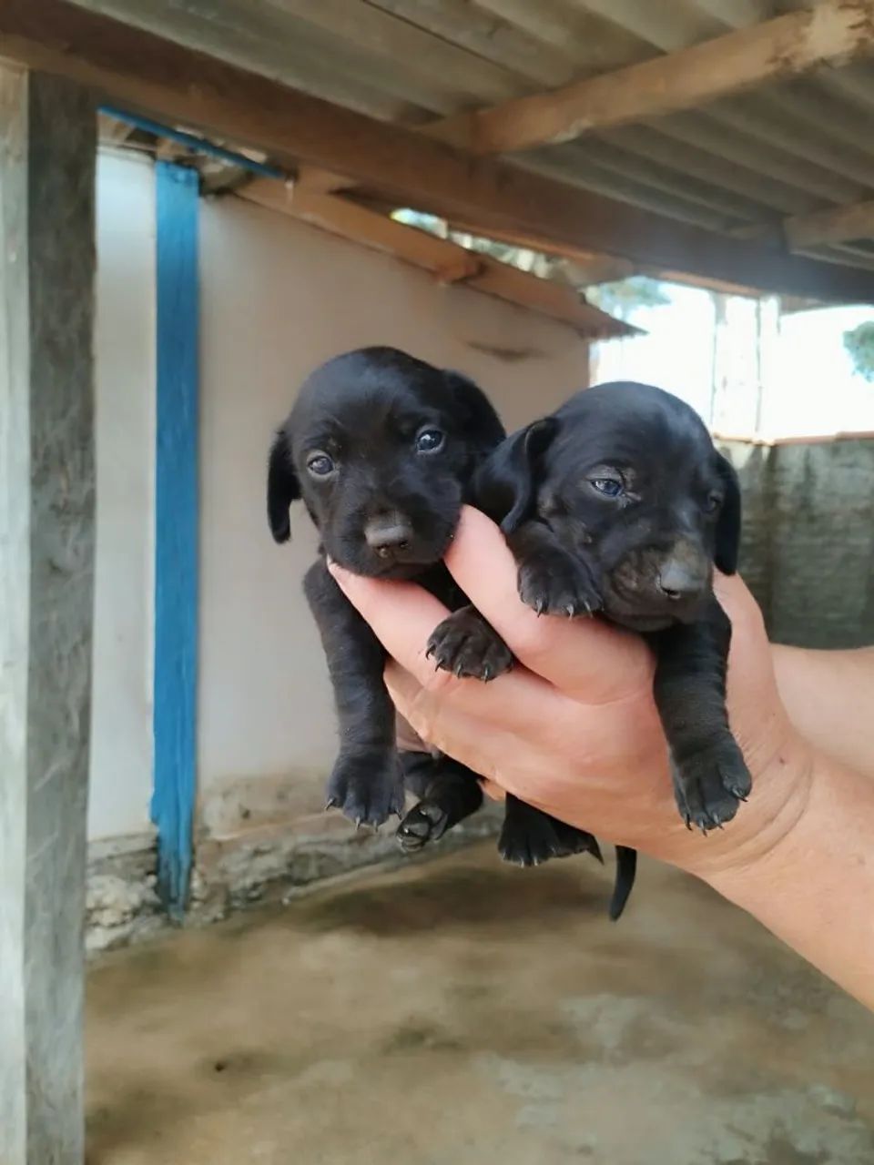 Vendo filhotes de cachorro  - Foto 2