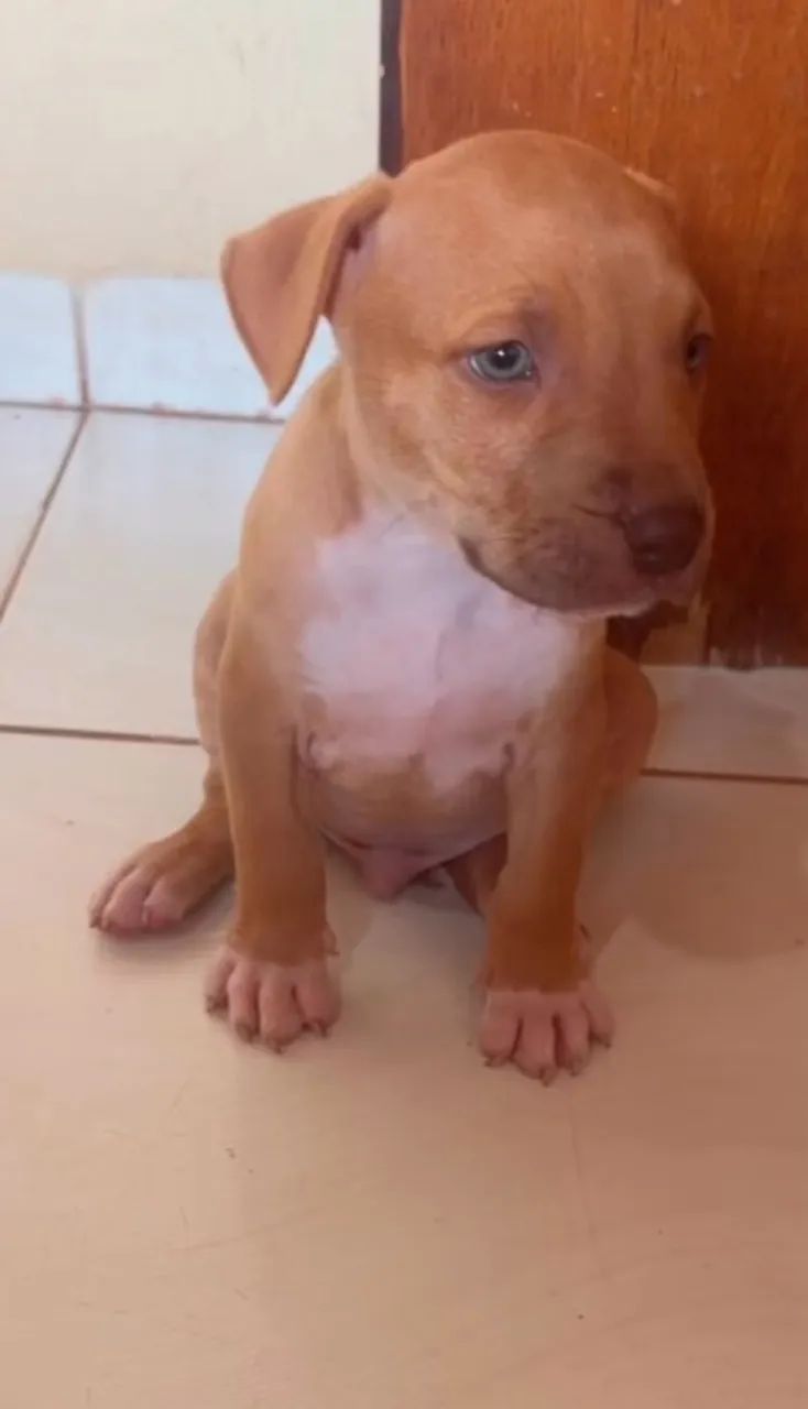 Filhote de Pitbull macho  - Foto 4