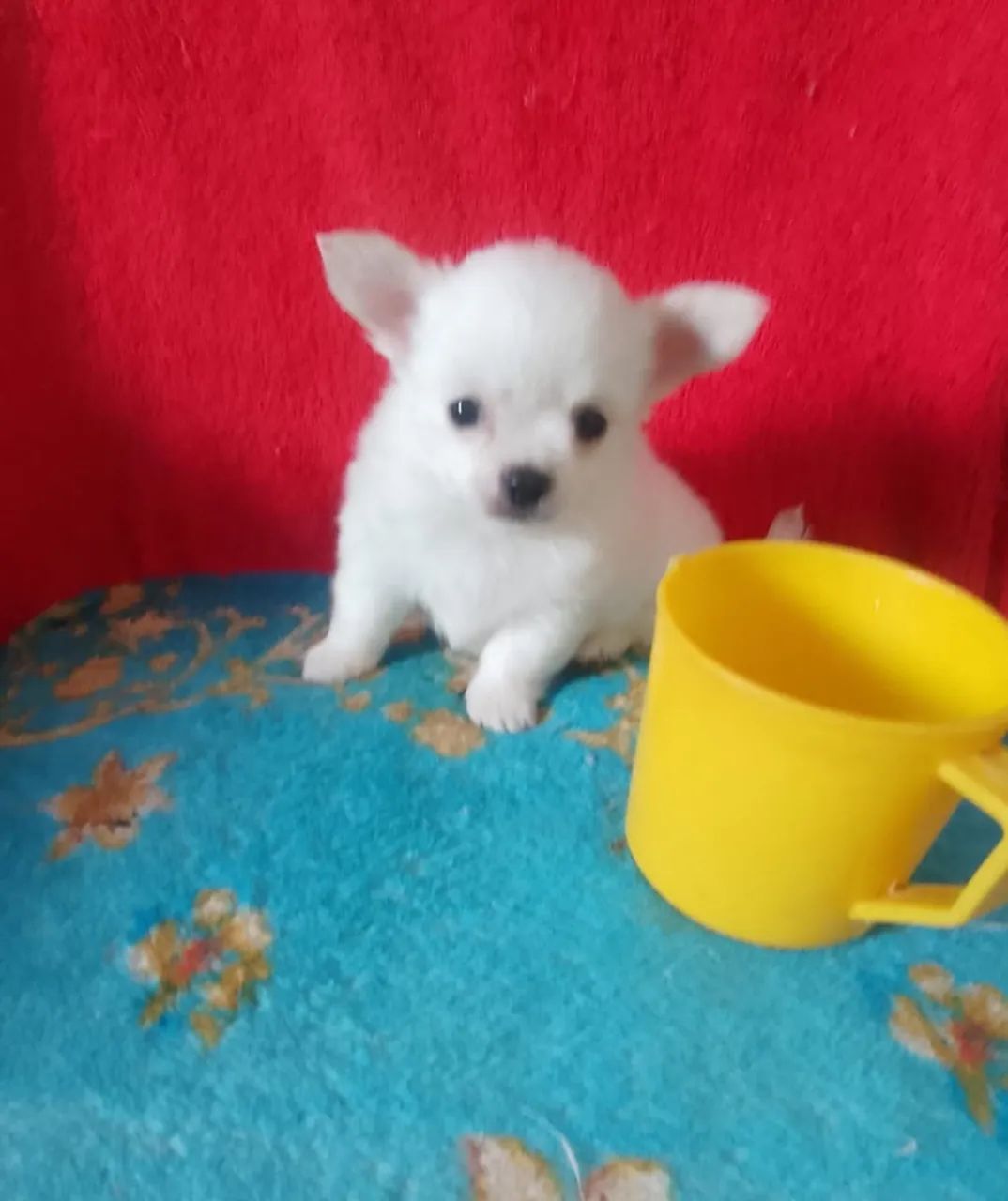 Chuhuahua - Foto 2
