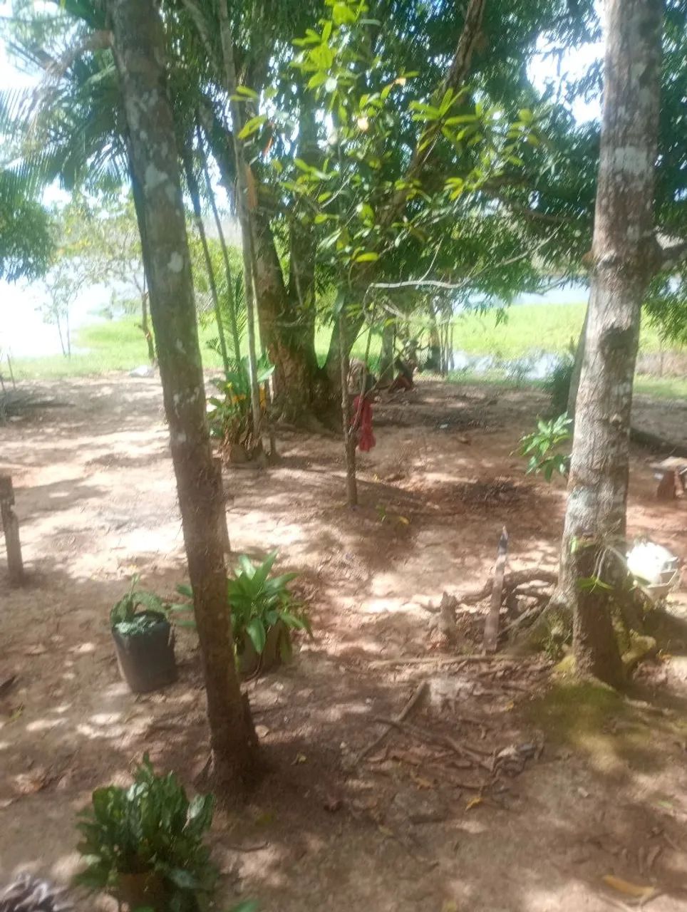 Sítio  no interior do carreiro castanho   vendo  e troco  - Foto 4