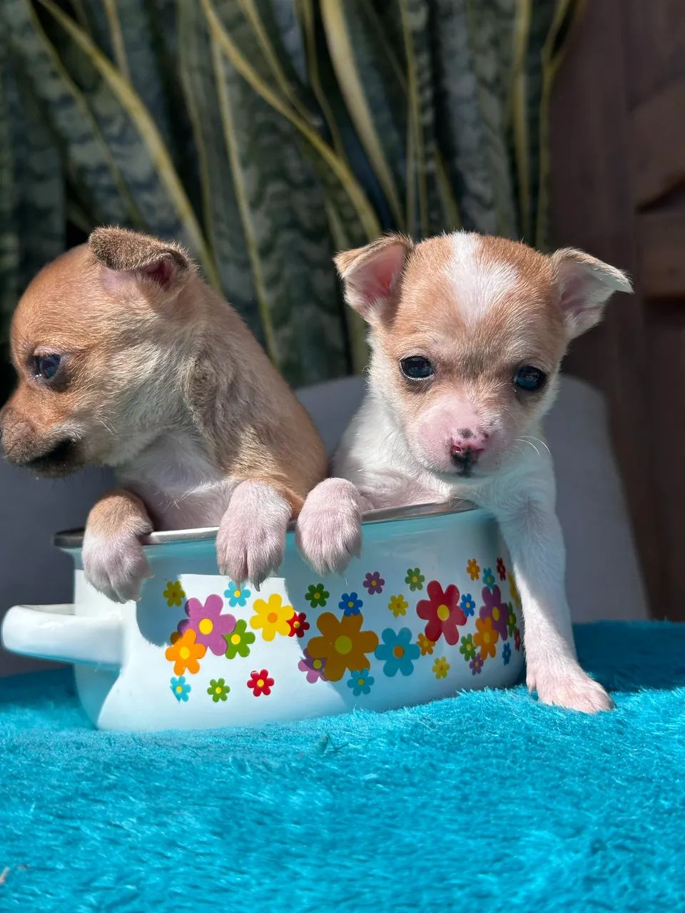 Pinscher  - Foto 5