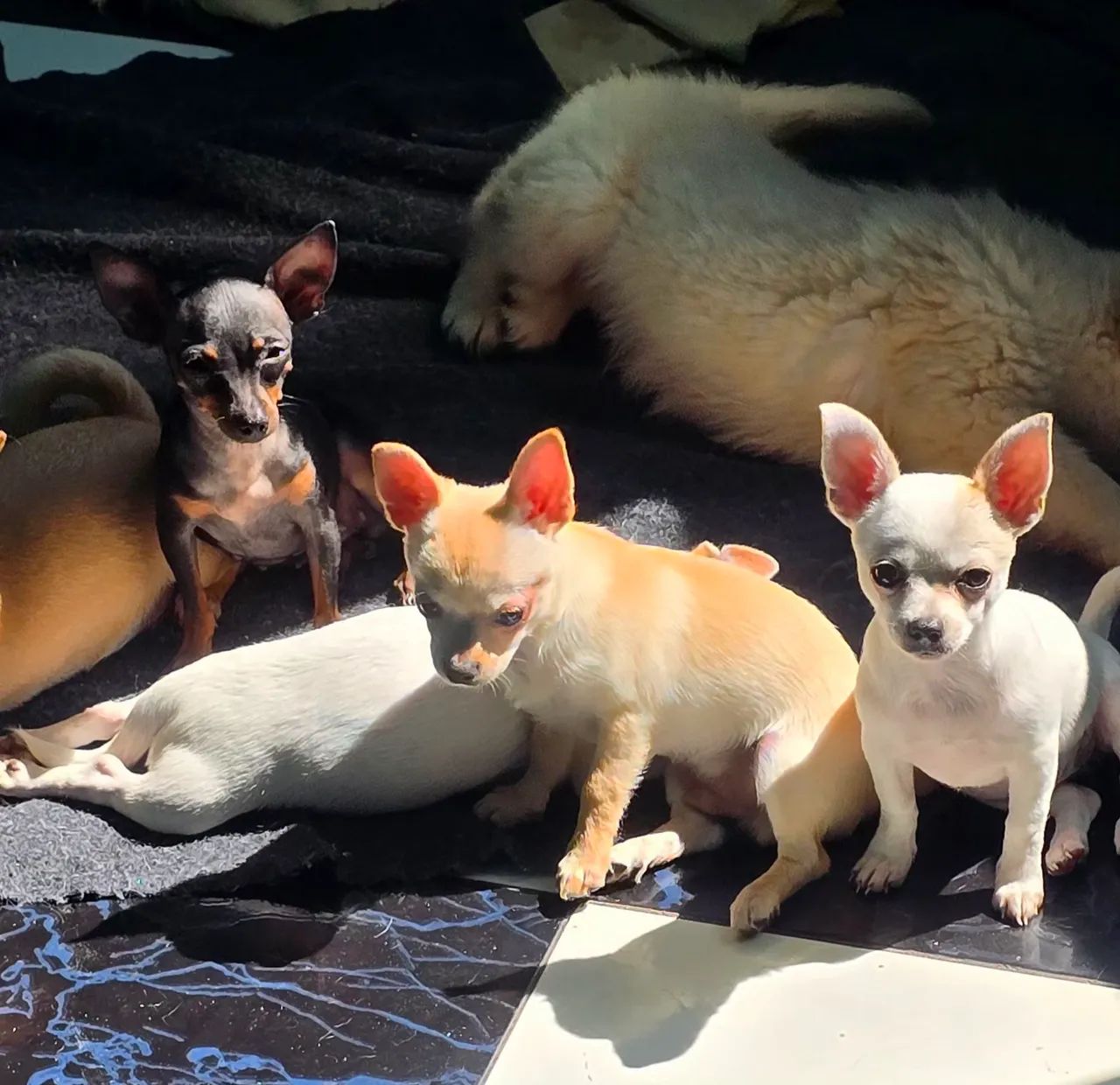 Chihuahua  - Foto 5