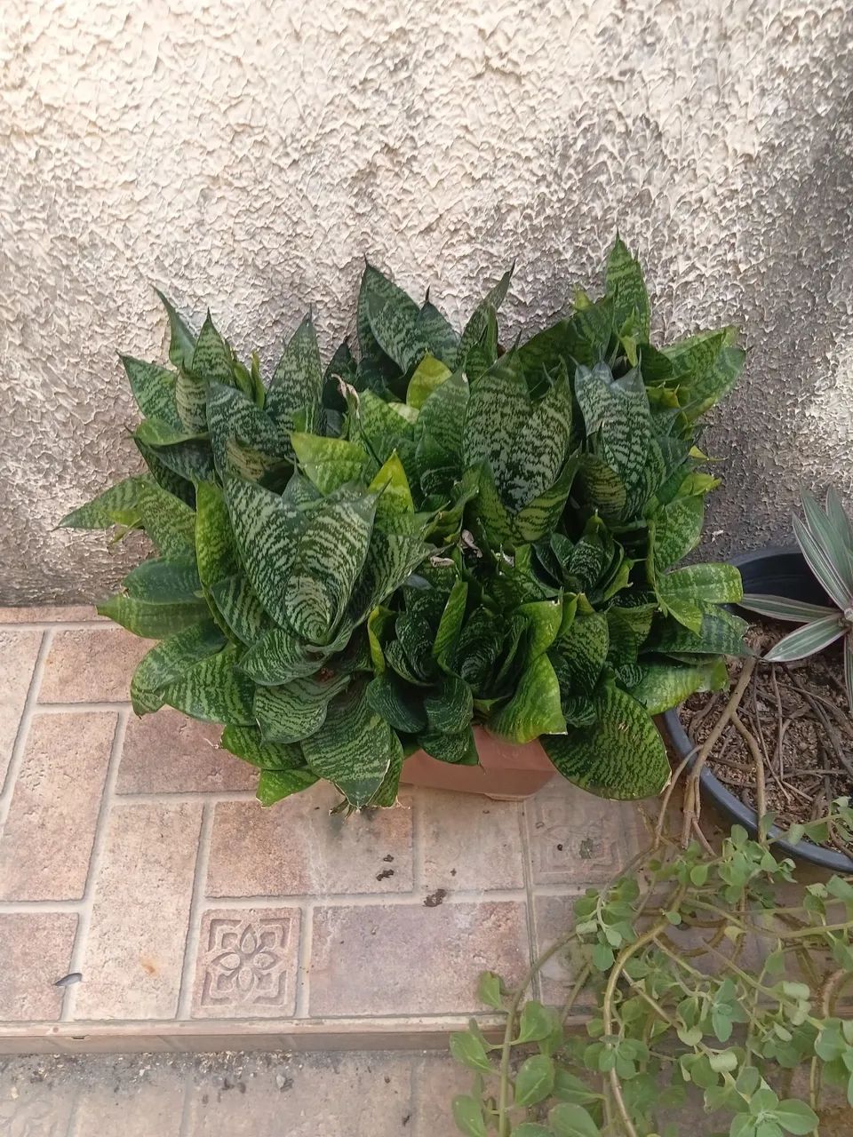Plantas 