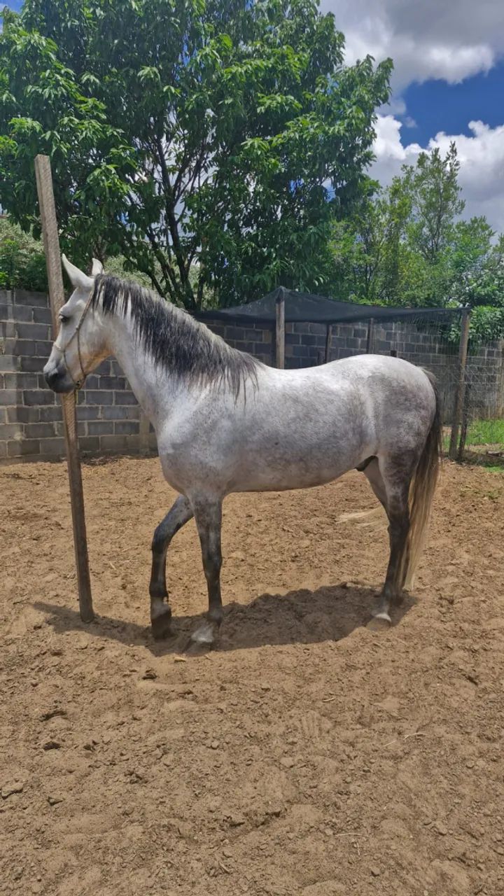 cavalo Manga larga marchador 