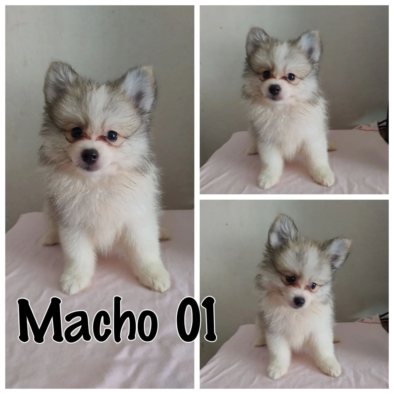 Spitz alemão anão 