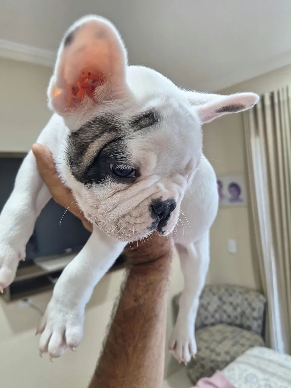 Buldog francês machos. - Foto 4