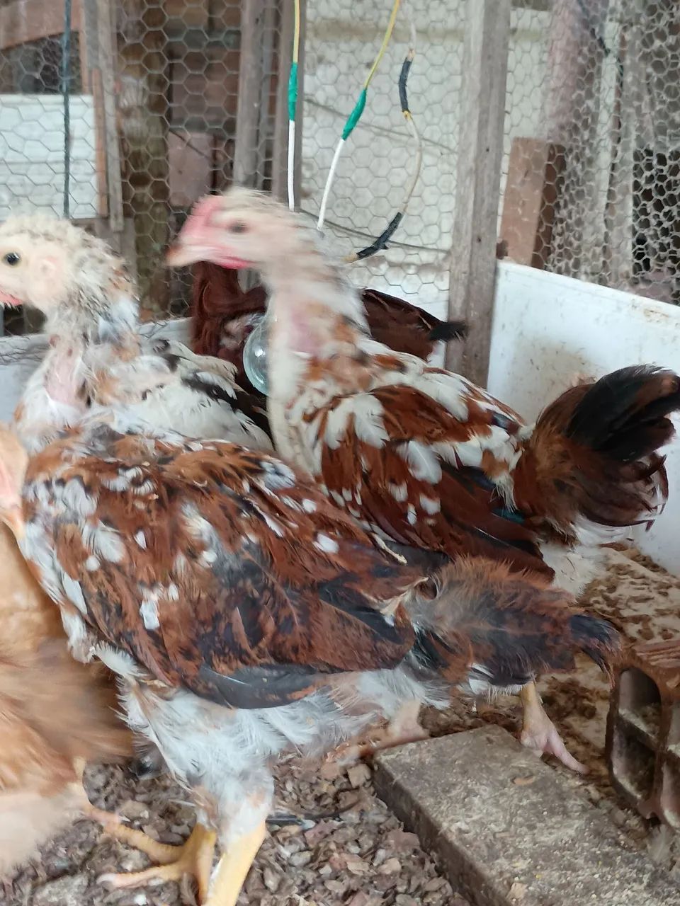 Vende se pintinhos de GSB balão  - Foto 4