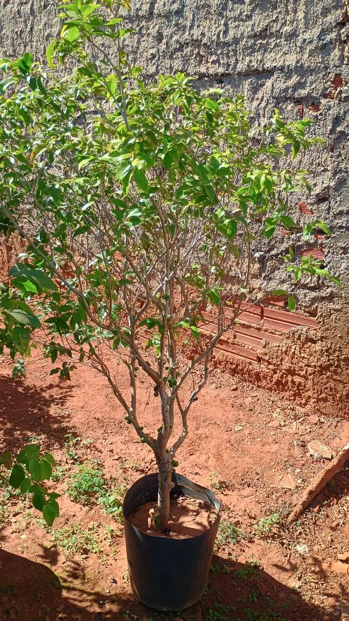Jabuticaba híbrida  - Foto 2