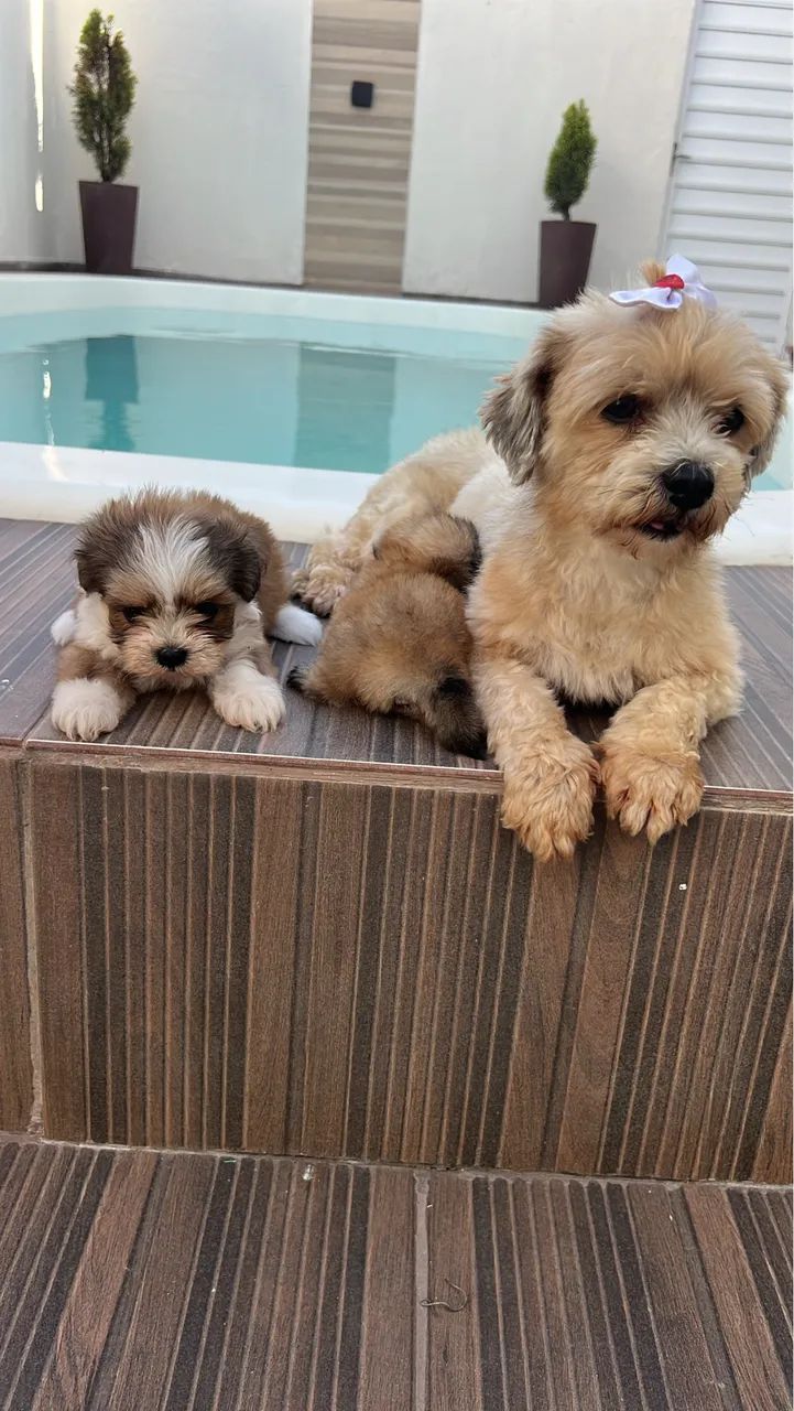 Filhotes lhasa apso - Foto 3