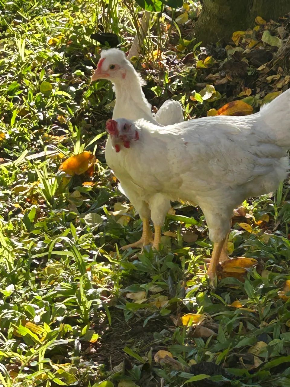 Galo e galinha 