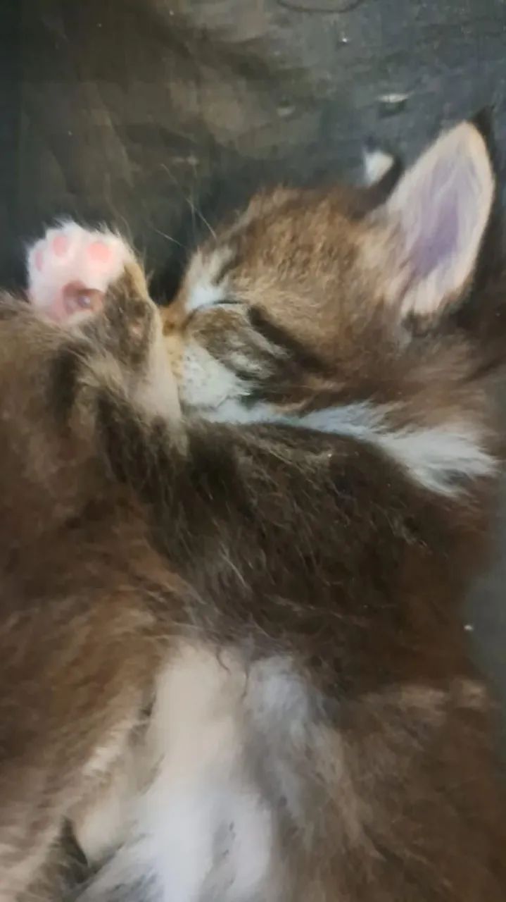 Mainnecoon  - Foto 2