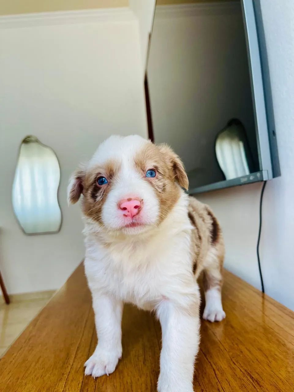 Border collie  - Foto 2