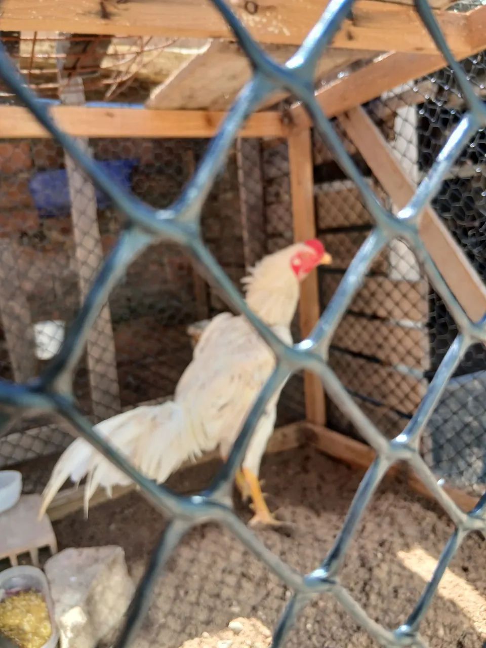 Aves saudáveis  - Foto 5