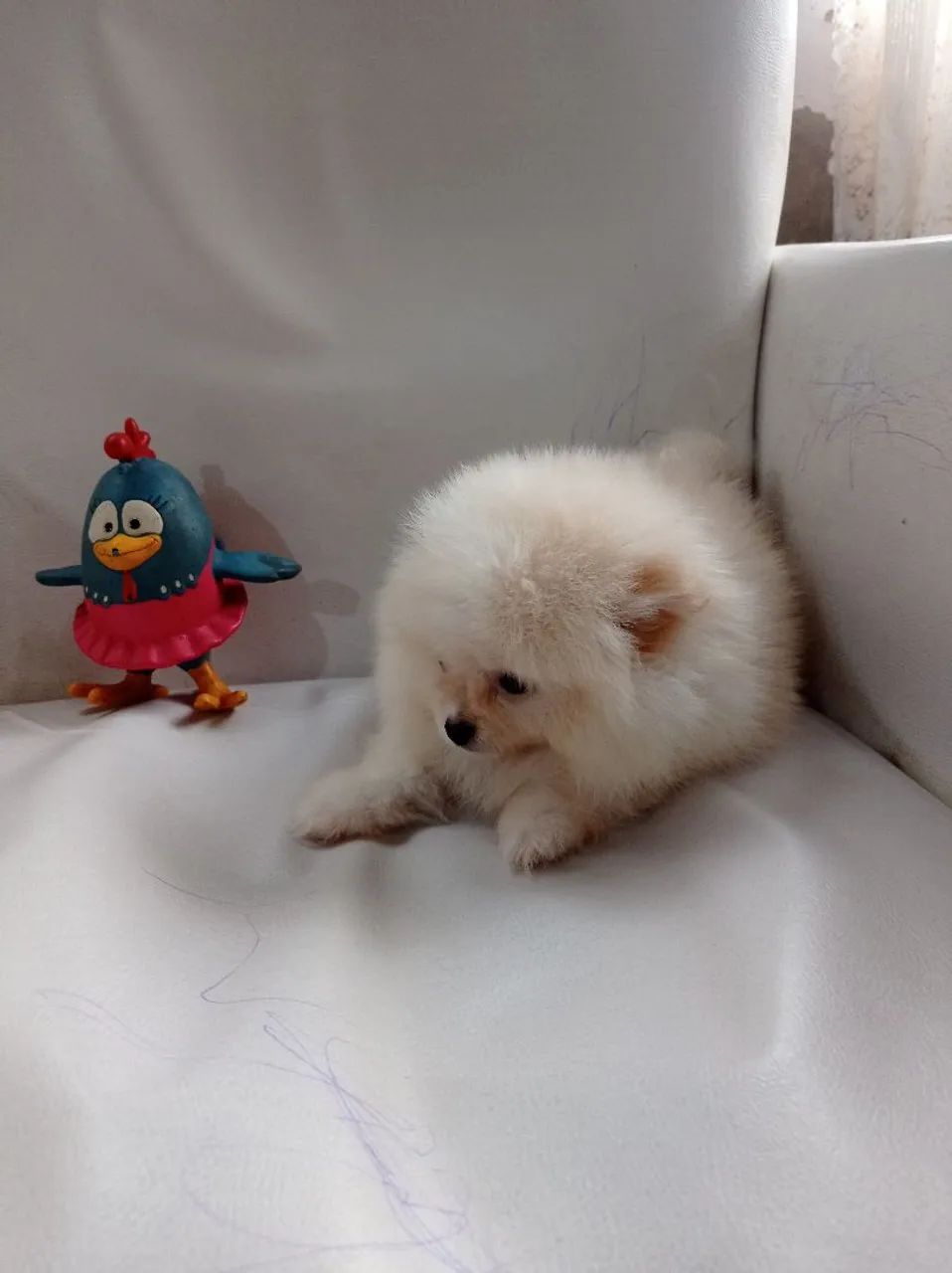 Lulu da Pomerânia macho 1.500 - Foto 4