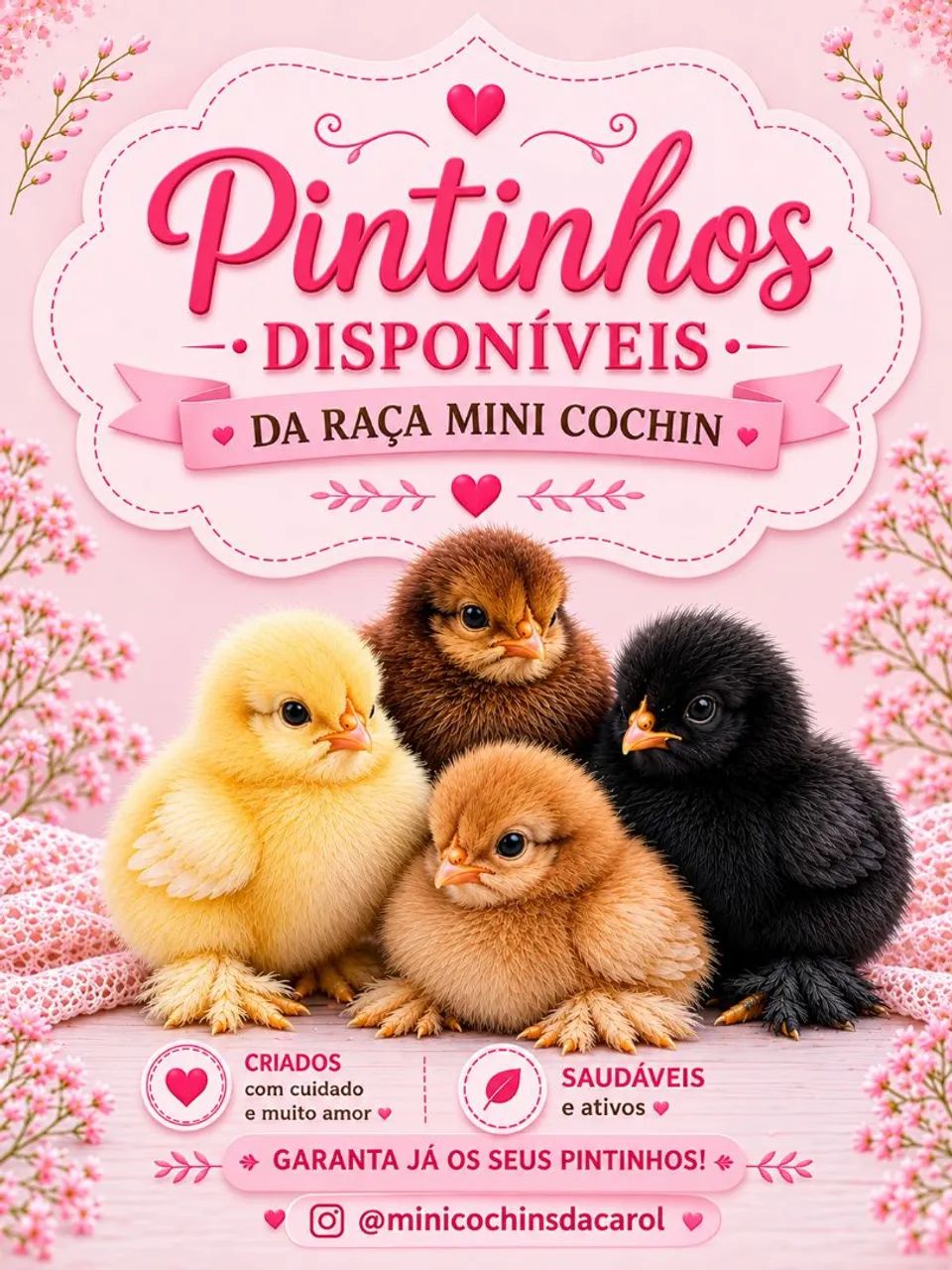 Pintinhos mini cochin - Foto 2