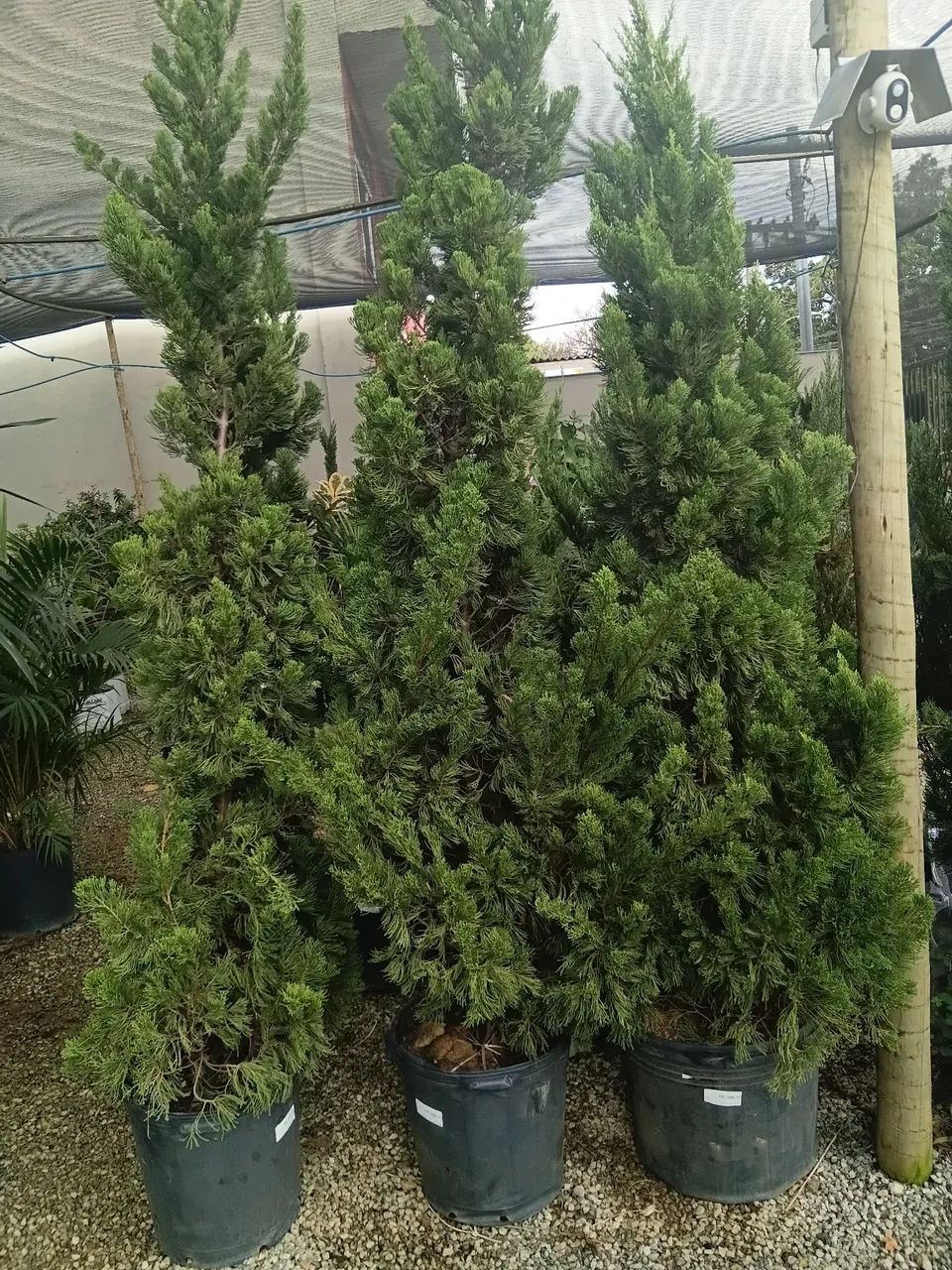 Kaizuca