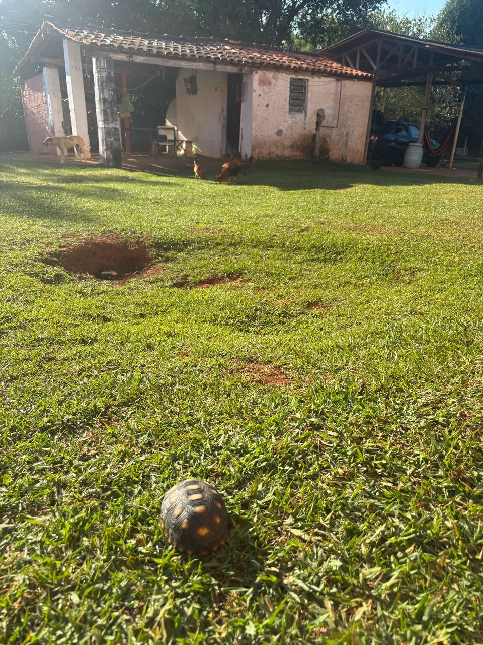 Galinha  - Foto 2
