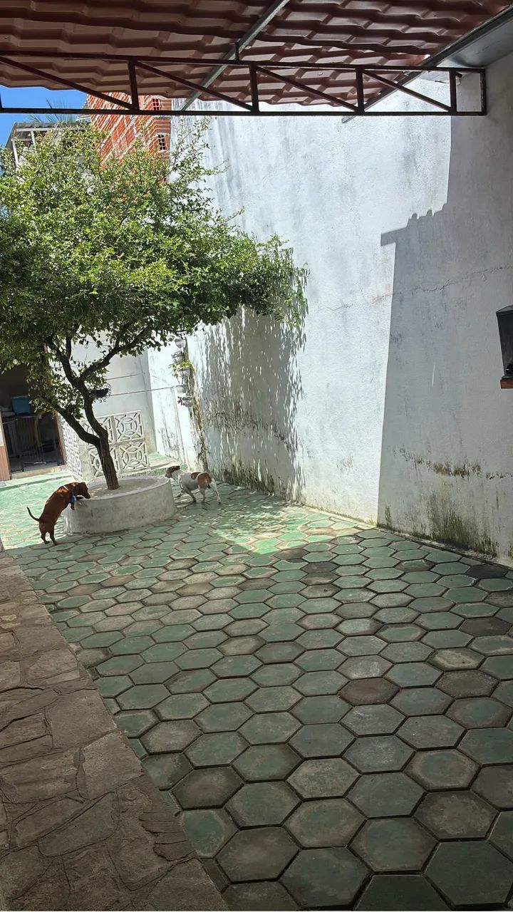 hospedagem para cães  - Foto 2