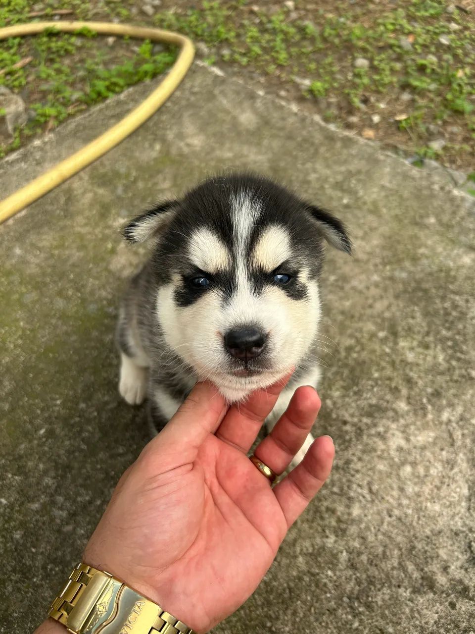 Husky Siberiano  - Foto 5
