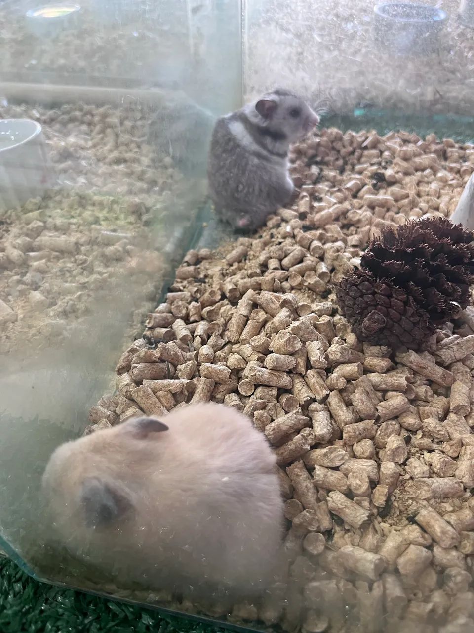Hamster sírio  - Foto 4