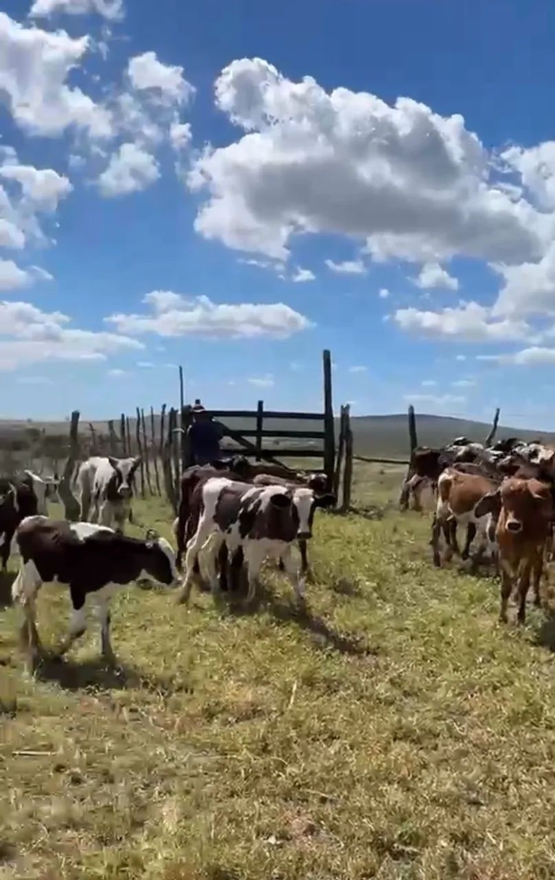 Dez bezerros 