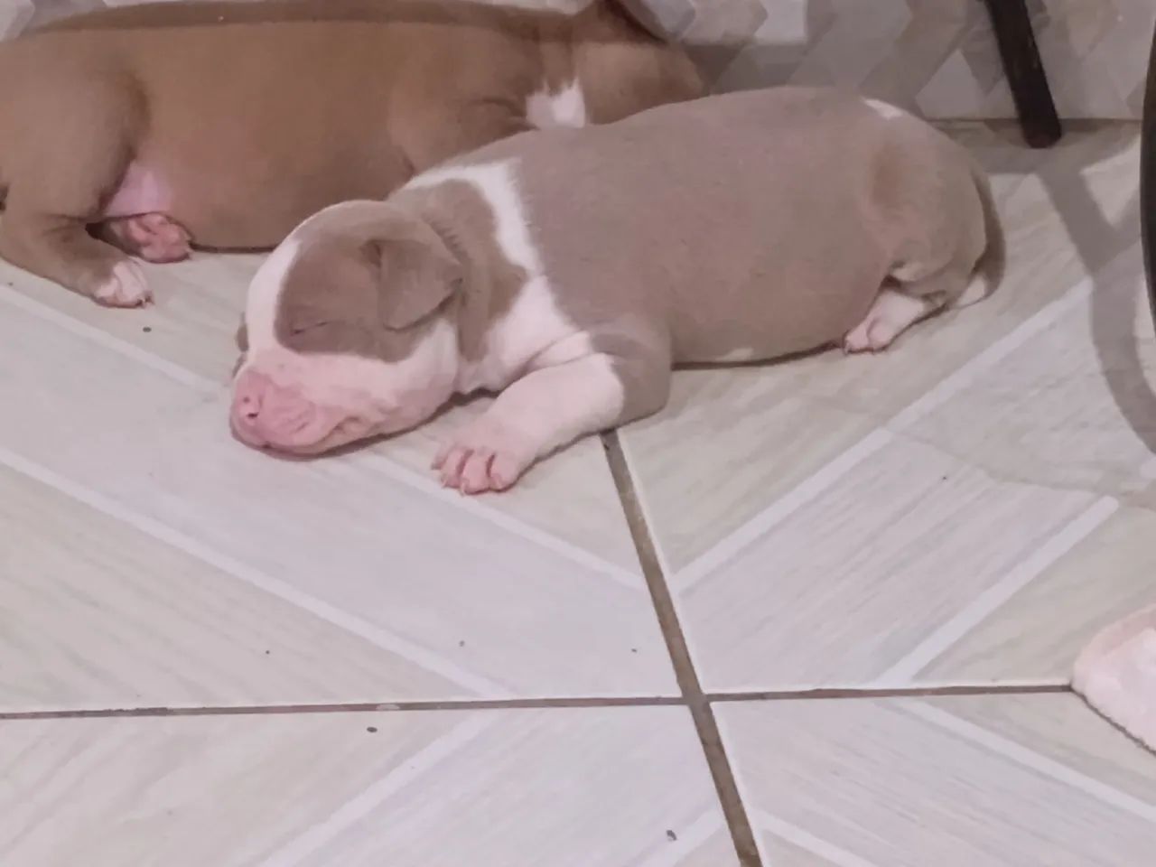 América bully