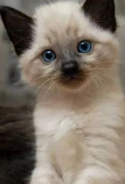 Siamês peludo 