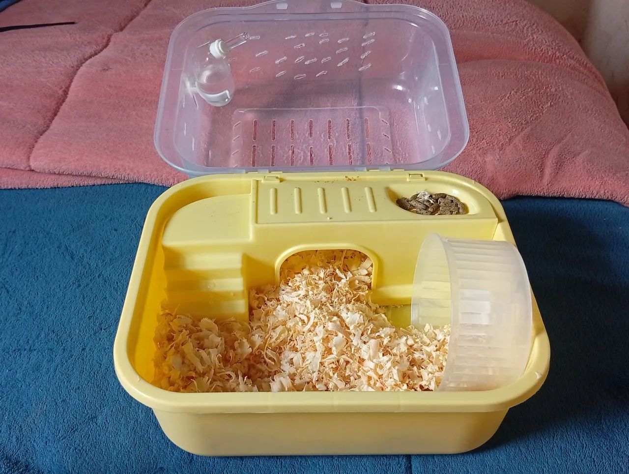 Hamster  - Foto 3