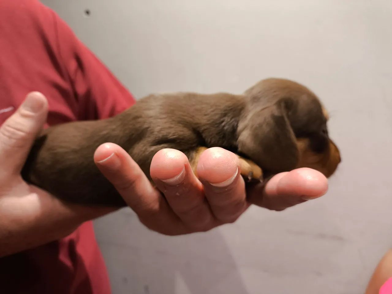 Dachshund machos  - Foto 4