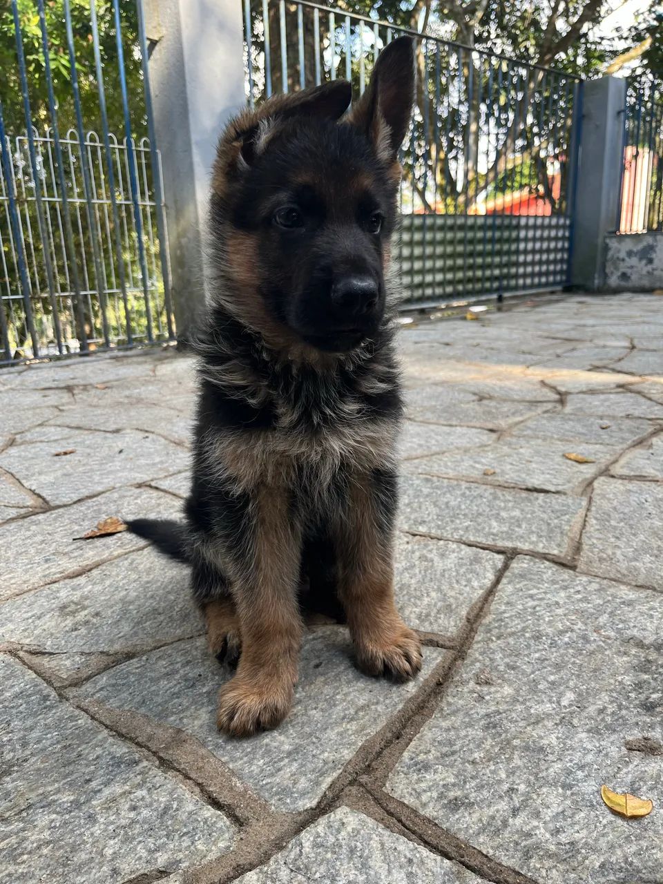 Lindos filhotes de Pastor Alemão Capa Preta - Foto 5