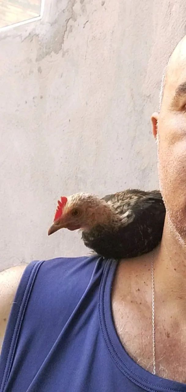 Mini garnize/ frango garnisé  - Foto 5