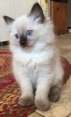 Siamês peludo  - Foto 2