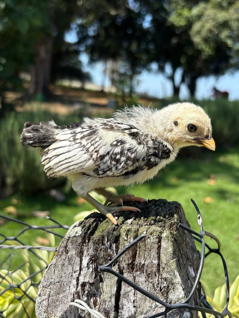 Pintinhos de Garnizé Sebright