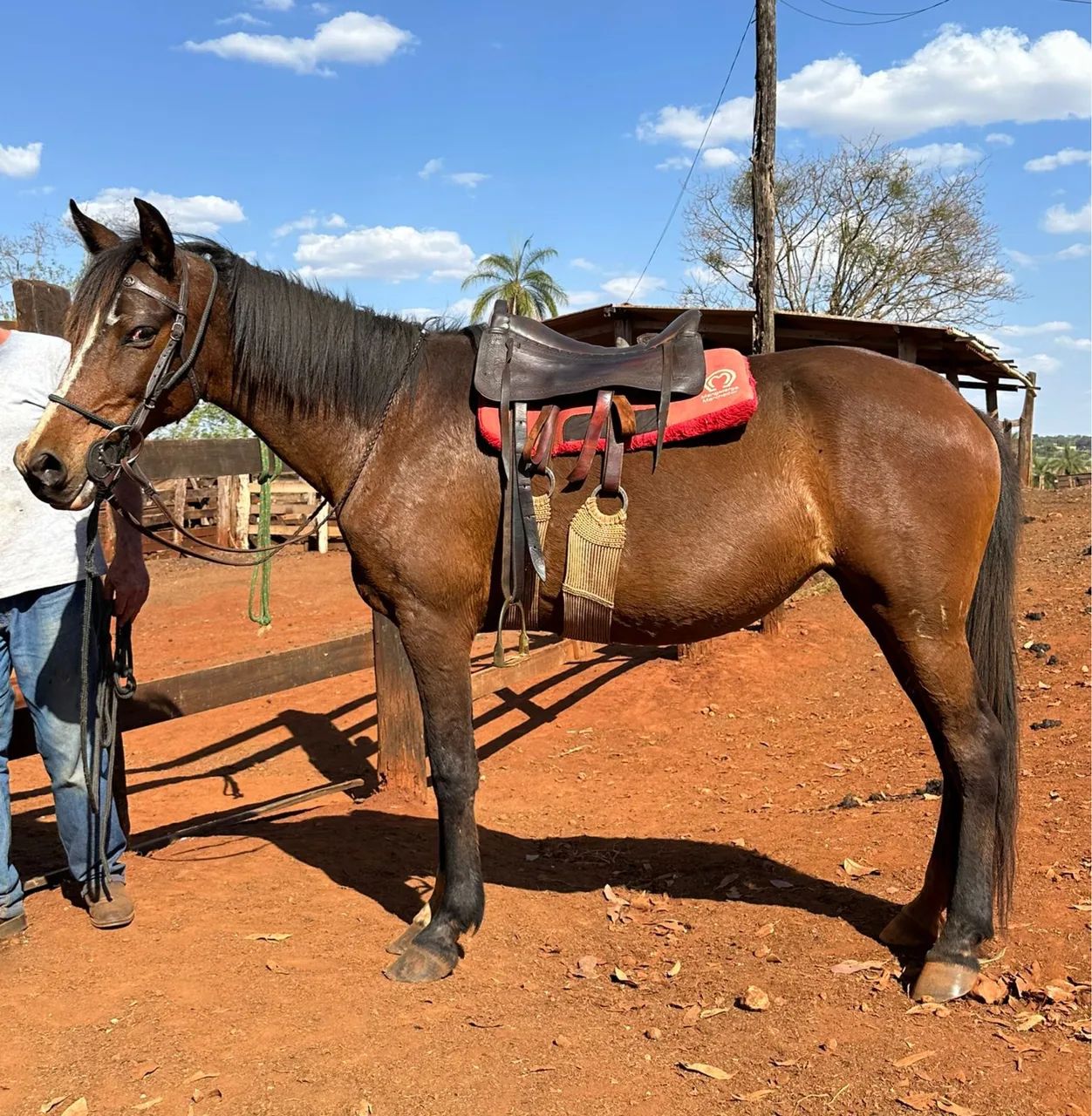 Égua Mangalarga Marchador