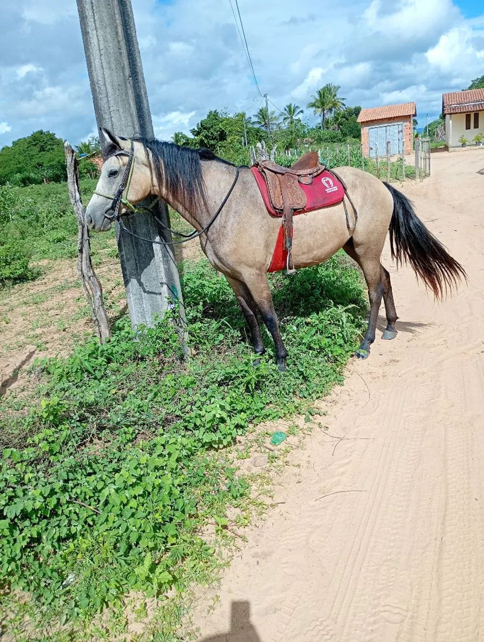 Vendo potra