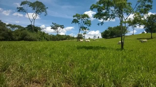 Fazenda em FORMOSA - GO, p/ Pecuária - Foto 7