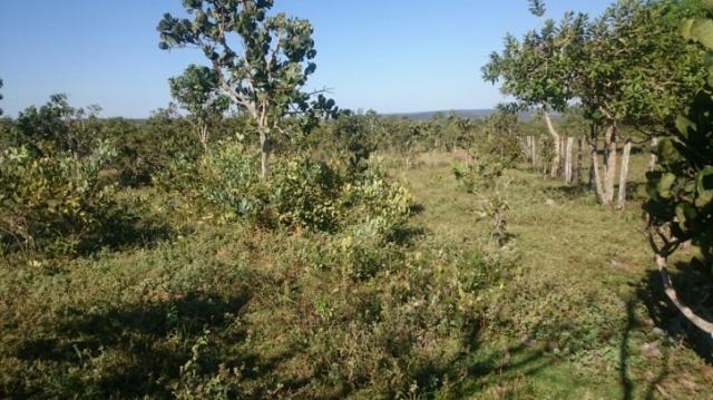 FAZENDA A VENDA EM MATO GROSSO (Dupla Aptidão) - Foto 4