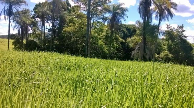 Fazenda em FORMOSA - GO, p/ Pecuária - Foto 15